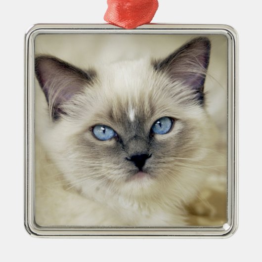 Ragdoll Kitten Silbernes Ornament (Vorne)