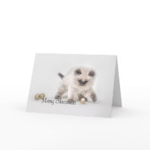 Ragdoll kitten Weihnachtskarte