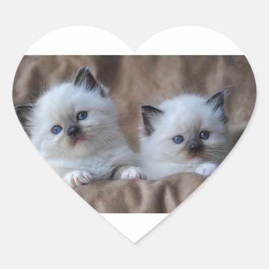 Ragdoll Kittens Herz-Aufkleber (Vorderseite)