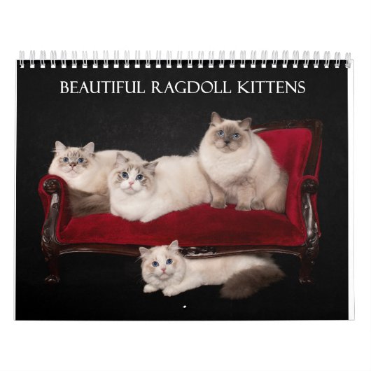 Ragdoll Kittens Kalender (Titelbild)