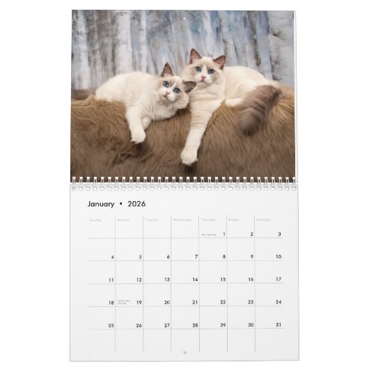 Ragdoll Kittens Kalender (Jan 2026)