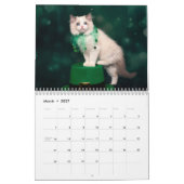 Ragdoll Kittens Kalender (Mär 2027)