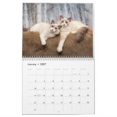 Ragdoll Kittens Kalender (Jan 2027)