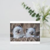 Ragdoll Kittens Postkarte (Stehend Vorderseite)
