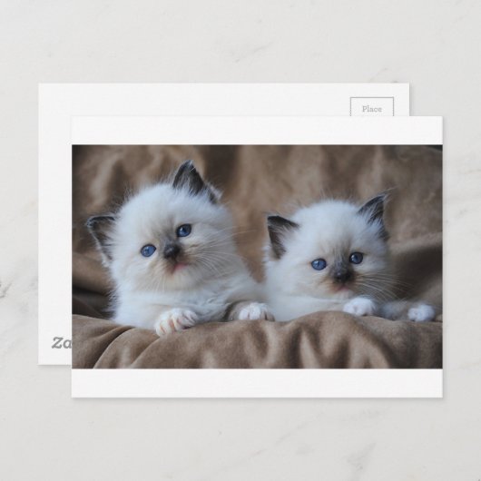 Ragdoll Kittens Postkarte (Vorne/Hinten)