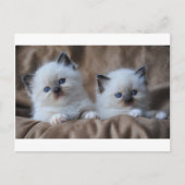 Ragdoll Kittens Postkarte (Vorderseite)