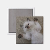 Ragdoll Kitty Magnet (Vorderseite/Rückseite)