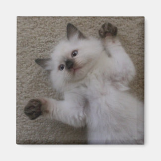Ragdoll Kitty Magnet