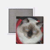 Ragdoll Kitty Magnet (Vorderseite/Rückseite)