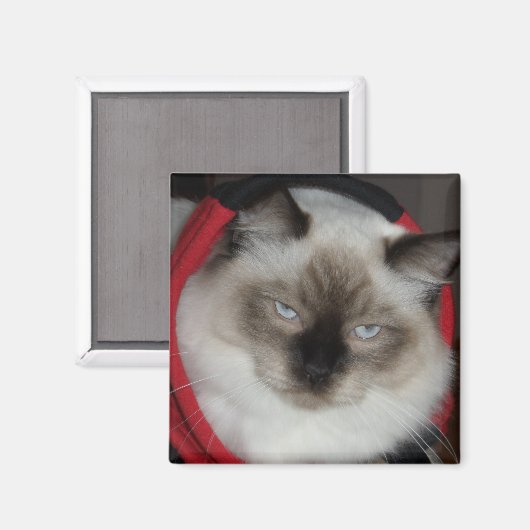 Ragdoll Kitty Magnet (Vorderseite/Rückseite)