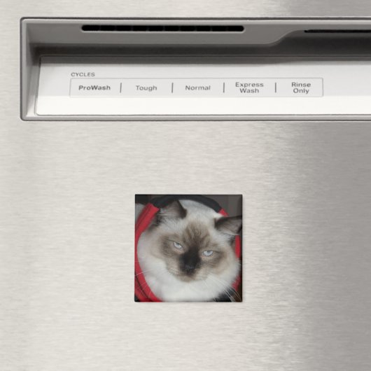 Ragdoll Kitty Magnet (In Situ (Geschirrspüler))