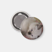 Ragdoll Kitty Magnet (Vorderseite/Rückseite)