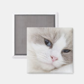 Ragdoll Magnet (Vorderseite/Rückseite)