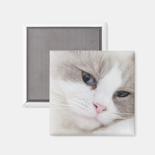 Ragdoll Magnet (Vorderseite/Rückseite)