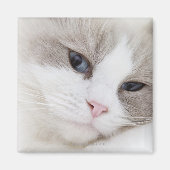 Ragdoll Magnet (Vorne)