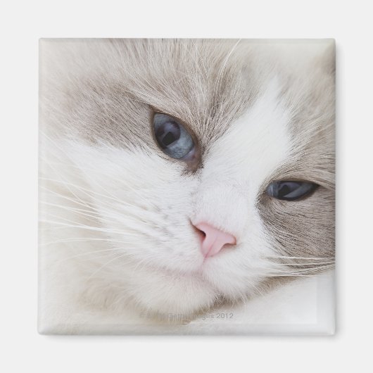 Ragdoll Magnet (Vorne)