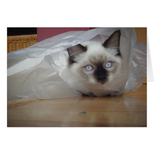 Ragdoll Miezekatze (Vorderseite (Horizontal))