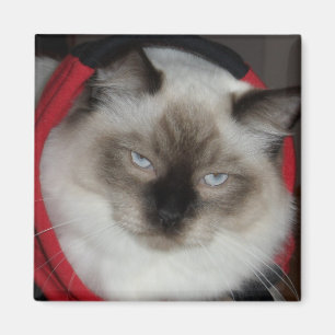 Ragdoll Miezekatze Magnet