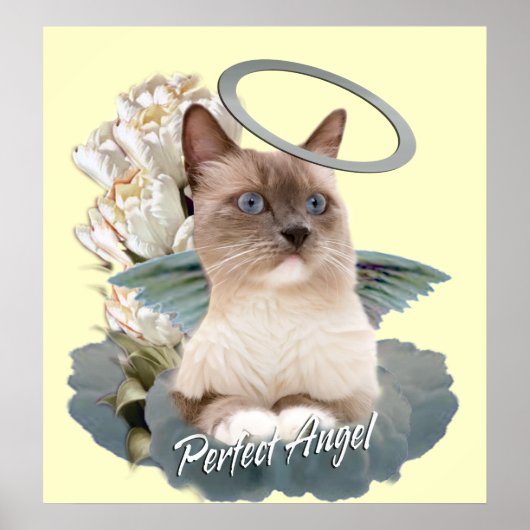 Ragdoll Perfect Angel Kitten Poster (Vorne)