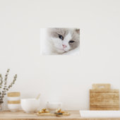 Ragdoll Poster (Küche)