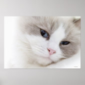 Ragdoll Poster (Vorne)