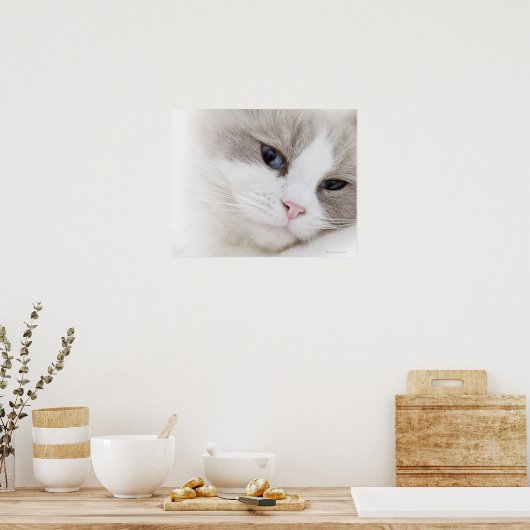 Ragdoll Poster (Küche)