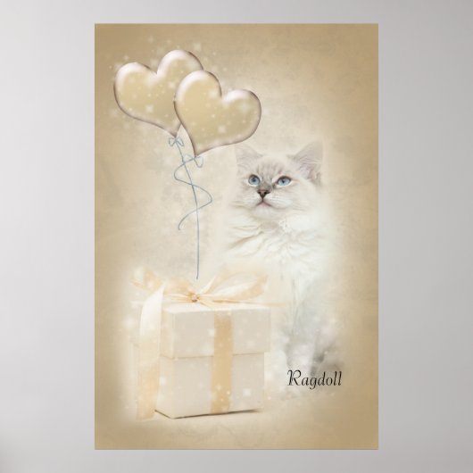 Ragdoll-Poster Poster (Vorne)