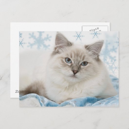 ragdoll Postkarte (Vorne/Hinten)