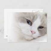 Ragdoll Postkarte (Vorne/Hinten)