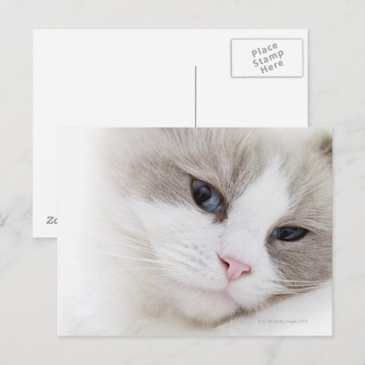 Ragdoll Postkarte (Vorne/Hinten)