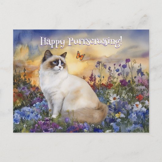 Ragdoll Postkreuzung - Postkarte (Vorderseite)