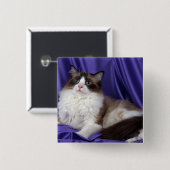 Ragdoll, Siegel zweifarbig Button (Vorne & Hinten)