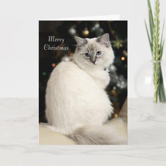 Ragdoll Weihnachtskarte Feiertagskarte (Vorderseite)