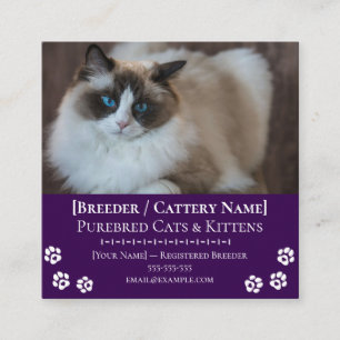 Ragdoll-Zuchtstätte Anpassbare Katzenzüchter-Vorla Quadratische Visitenkarte