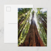 Ragende Redwoods Postkarte (Vorne/Hinten)
