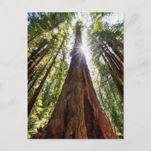 Ragende Redwoods Postkarte (Vorderseite)