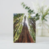 Ragende Redwoods Postkarte (Stehend Vorderseite)
