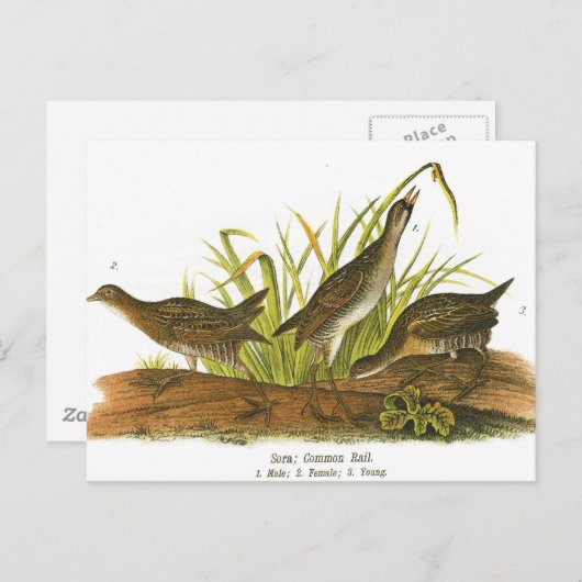 Rail Postkarte (Vorne/Hinten)