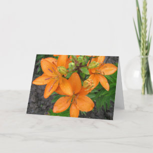 Rain auf der leerstehenden Lilien Karte