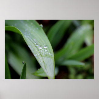 Rain Covered Grass Blades Poster