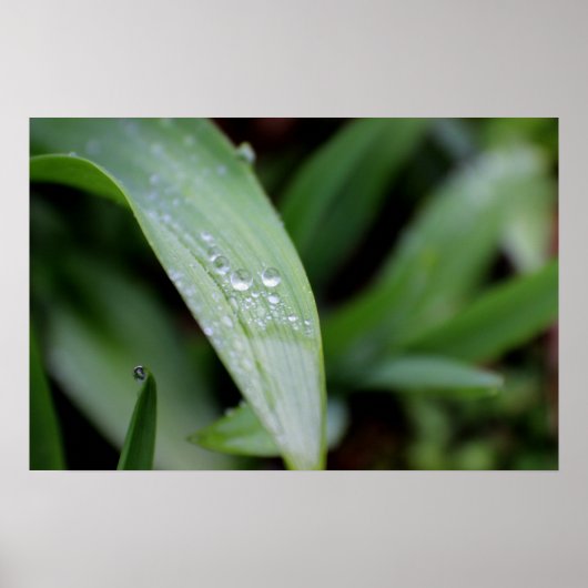 Rain Covered Grass Blades Poster (Vorne)