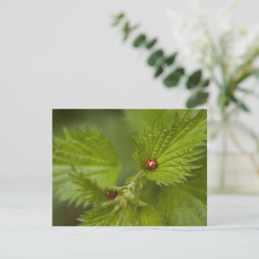 Rain Covered Ladybugs Postkarte (Stehend Vorderseite)