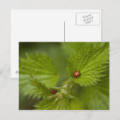 Rain Covered Ladybugs Postkarte (Vorne/Hinten)