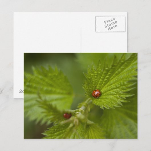 Rain Covered Ladybugs Postkarte (Vorne/Hinten)