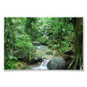Rain Forest Cairns Australien Fotodruck