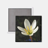Rain Lily Magnet (Vorderseite/Rückseite)