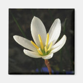 Rain Lily Magnet (Vorne)