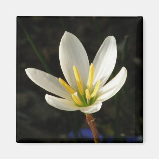 Rain Lily Magnet (Vorne)