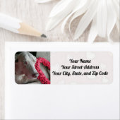 Rain the Weimaraner dog's Hearts to you (Insitu)