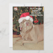Rain the Weimaraner's Christmas (Vorderseite)
